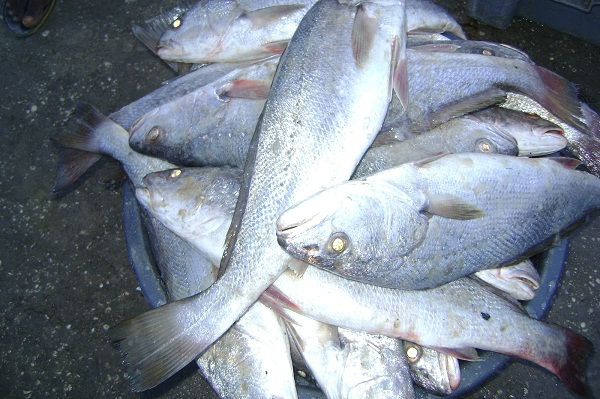  Cassava fish 